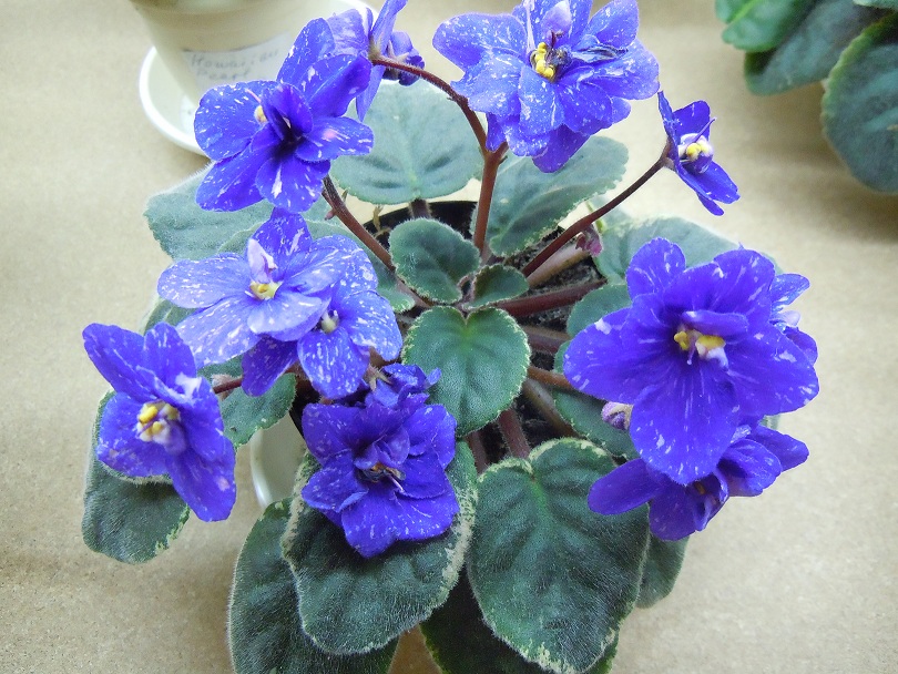 DSCN8681.JPG