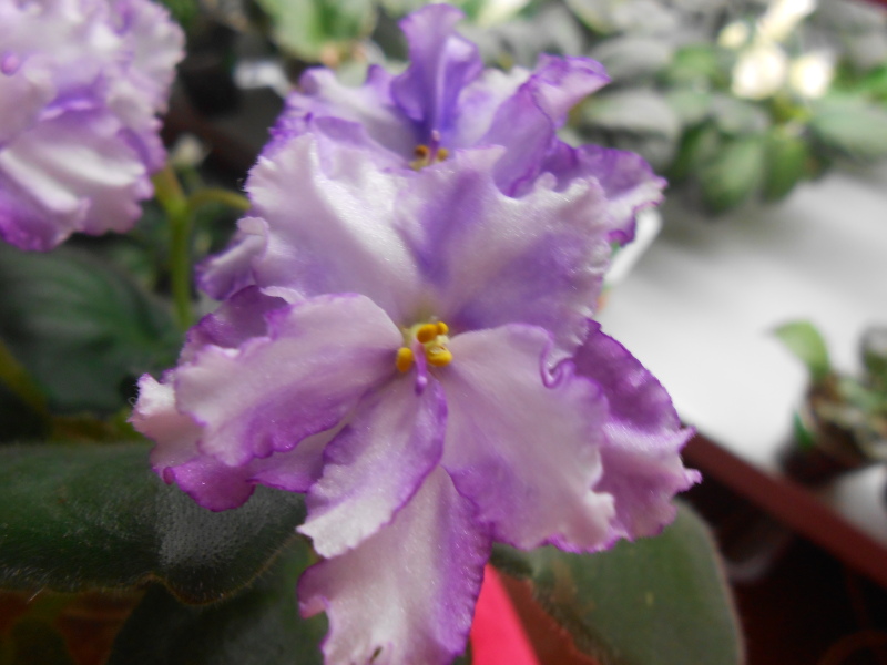 DSCN9421.JPG