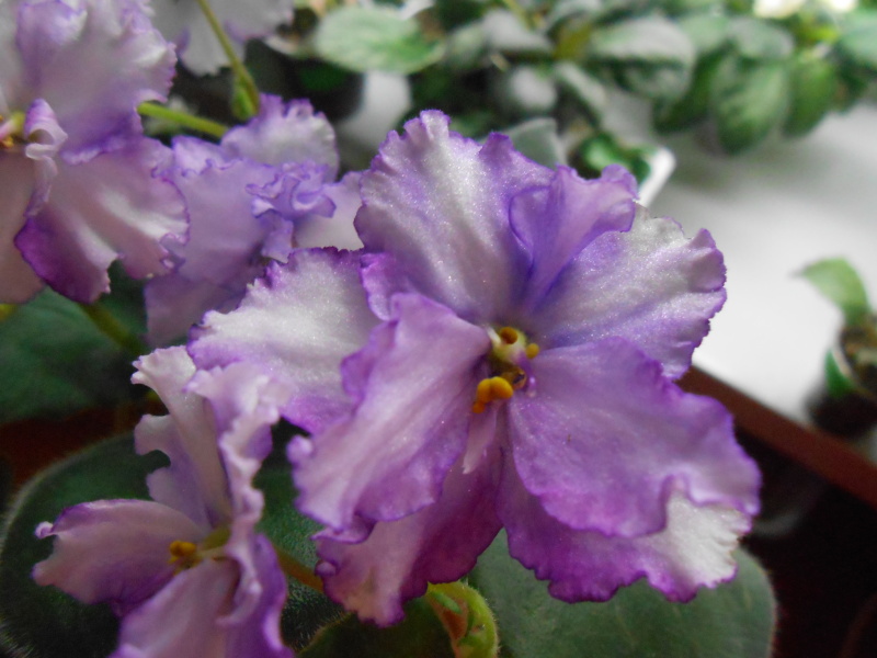 DSCN9423.JPG