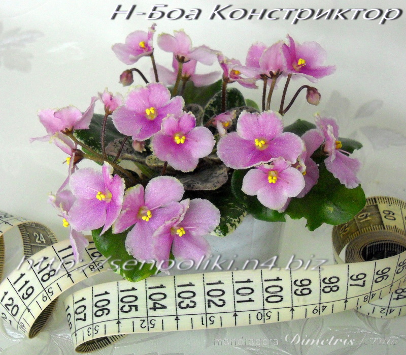 DSCN9734.jpg