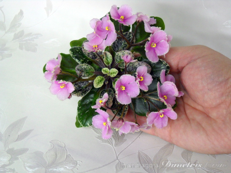 DSCN9738.jpg