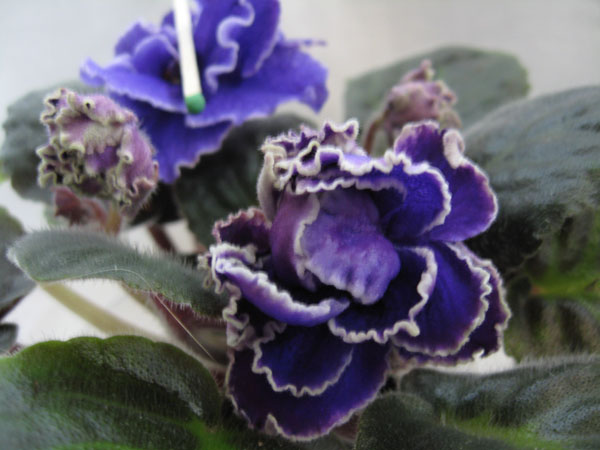 EK RozaArktiki1_1.jpg