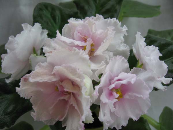 EK-RozGvozd sport 1_4.jpg