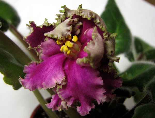 EK-Skazochnyi Iris.JPG