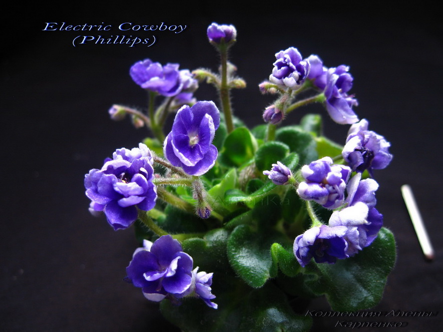 Electric Cowboy мал.jpg