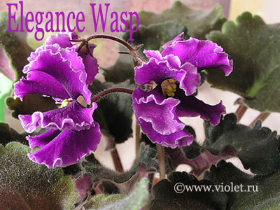 EleganceWasp.jpg