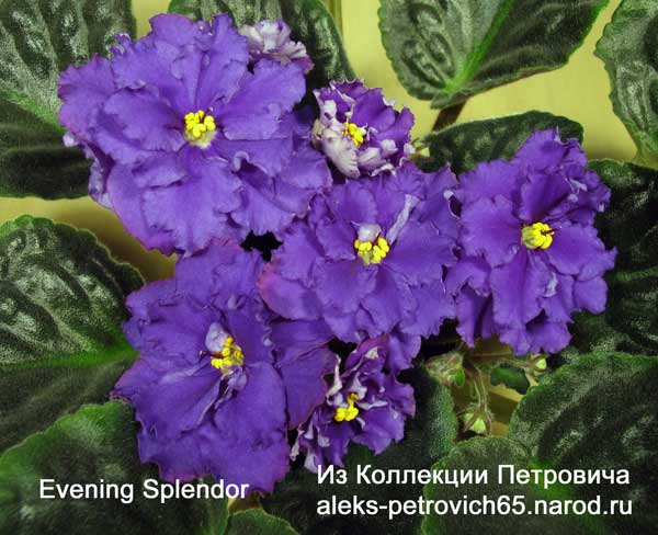 Evening-Splendor.jpg