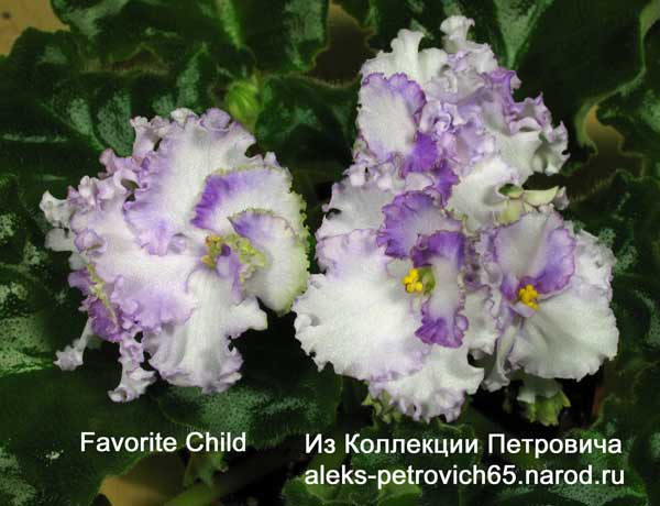 Favorite-Child.jpg