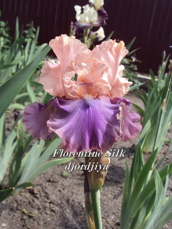 Florentine_Silk_800.jpg