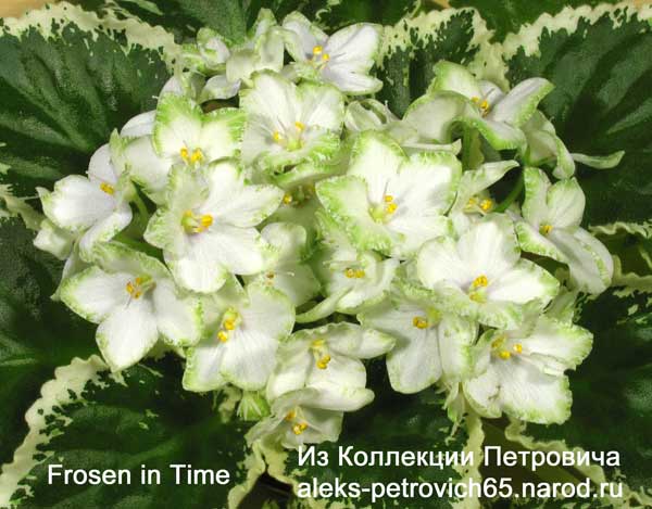 Frosen-in-Time.jpg