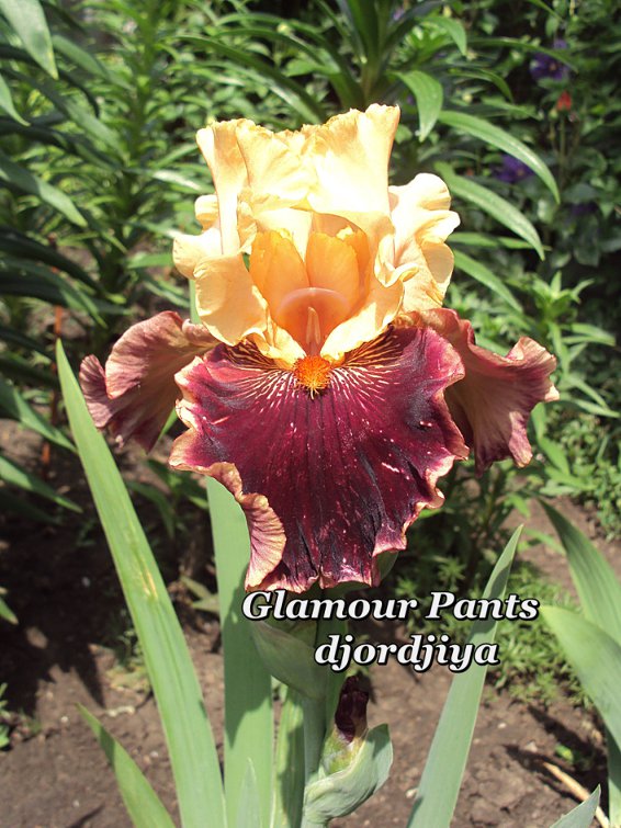 Glamour_Pants_800.jpg