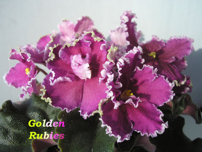 Golden Rubies с надписью.jpg