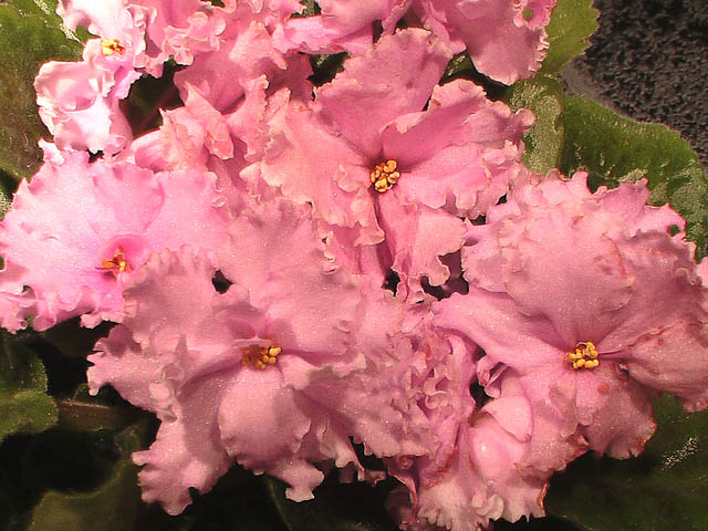 Good Morning Pink2.jpg