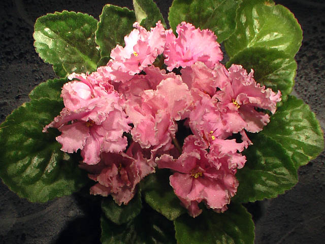 Good Morning Pink.jpg