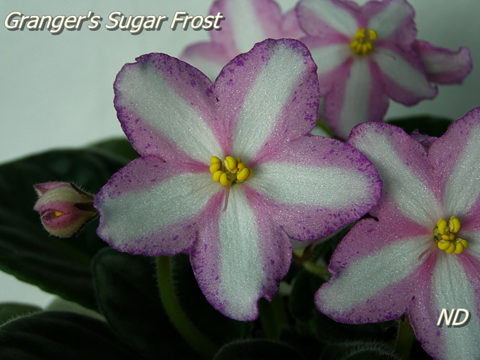 Granger's Sugar Frost 2.JPG