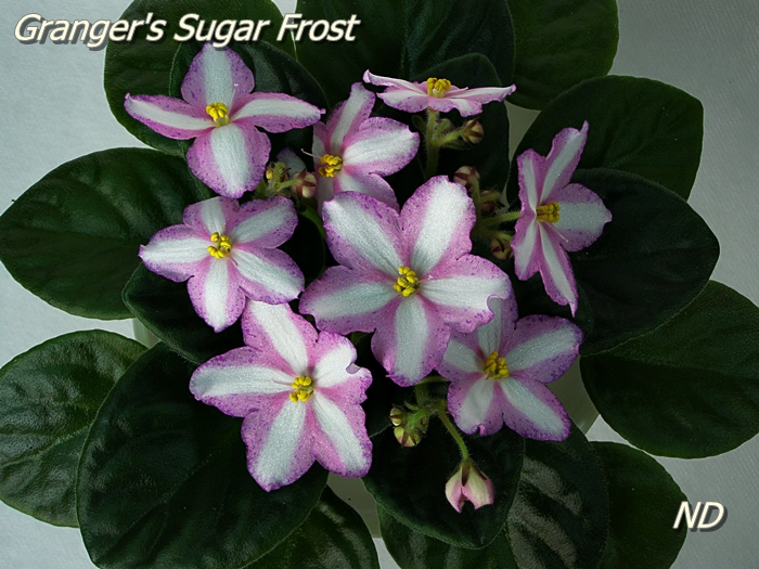 Granger's Sugar Frost 4.JPG