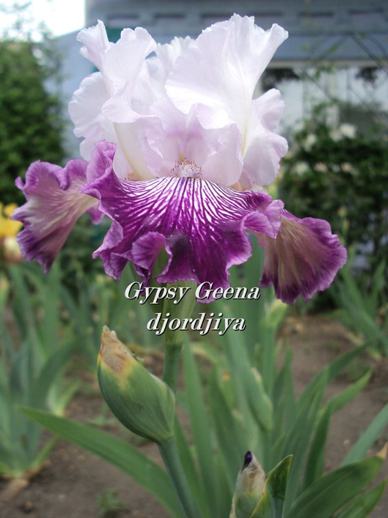 Gypsy_Geena_800.jpg