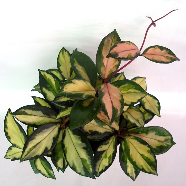 H. carnosa 'Rubra' .jpg
