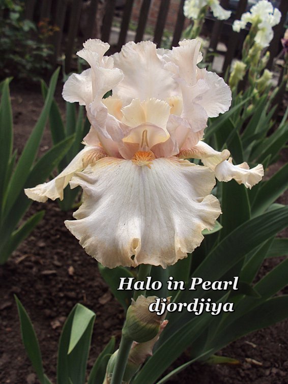 Halo_in_Pearl_800.jpg