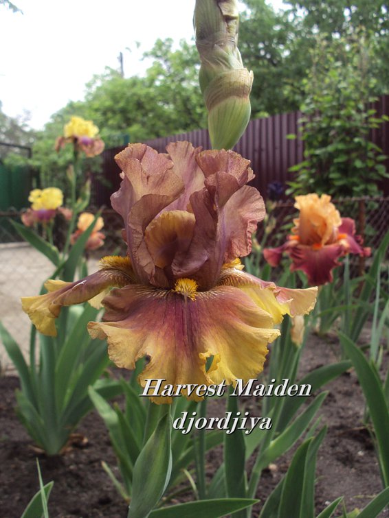 Harvest_Maiden_800.jpg