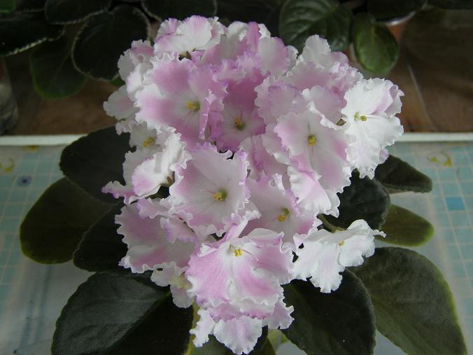 Heaven's A-calling.JPG