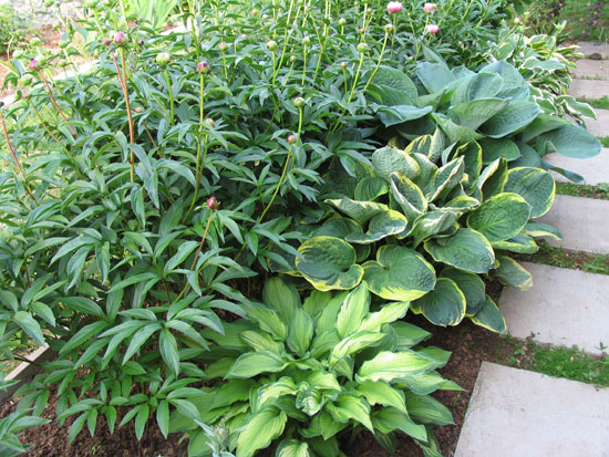 hosta_1.jpg