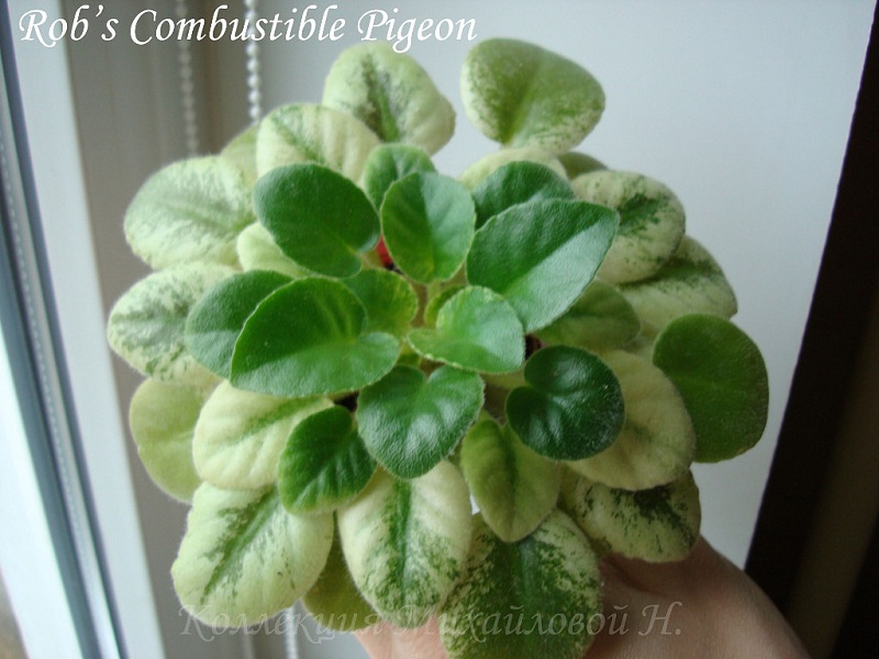 image (13).jpg