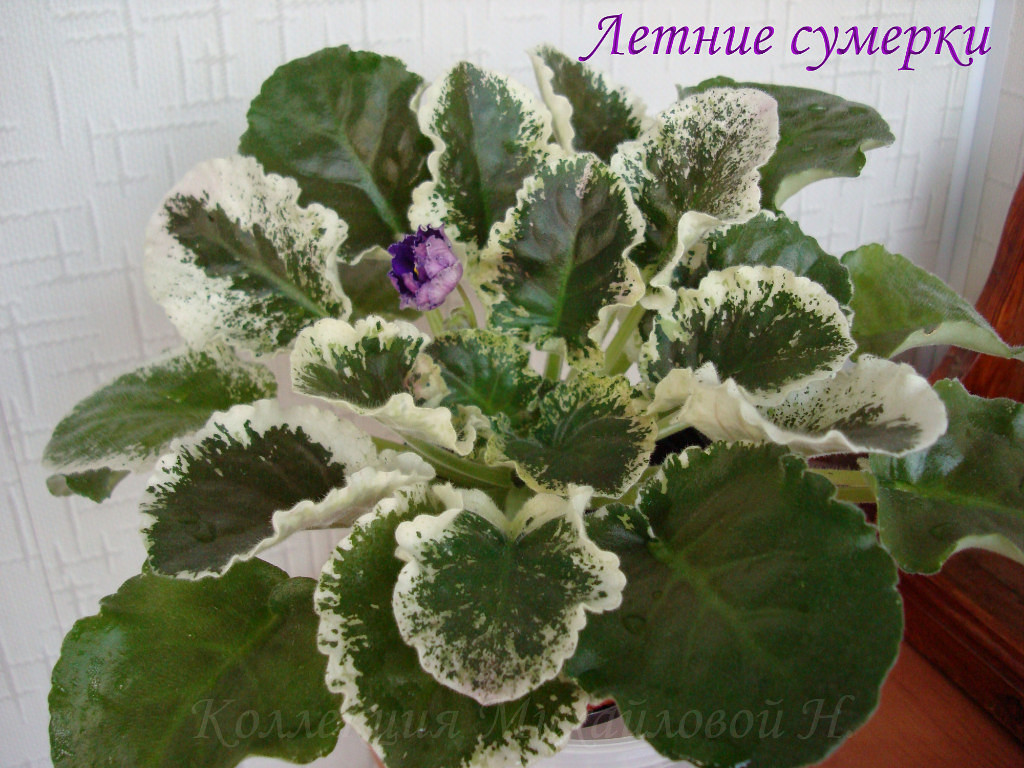 image (9).jpg