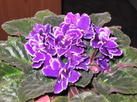 IMG_0014_111.jpg