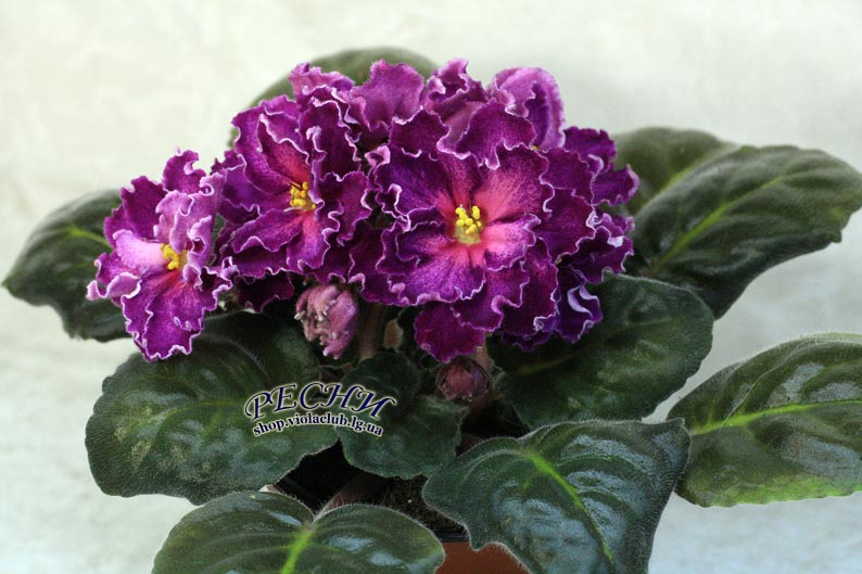 IMG_0277 (36) копия.jpg