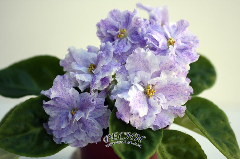 IMG_0470 копия.jpg