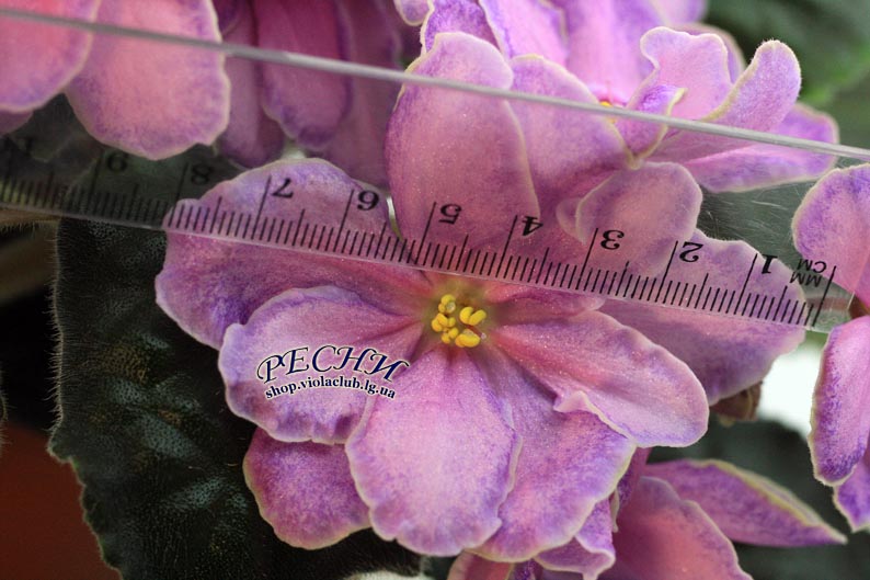 IMG_0539 (461) копия.jpg