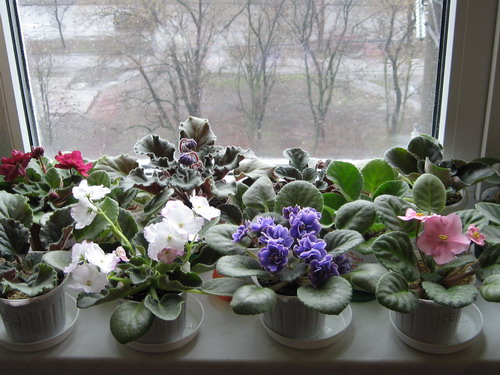 IMG_0659_resize.JPG