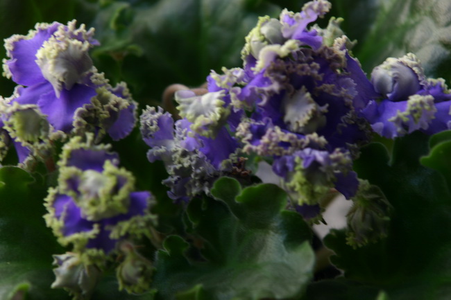 IMG_0914_новый размер.JPG