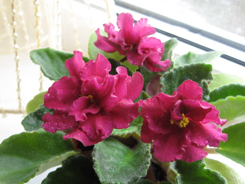 IMG_1020_resize.JPG