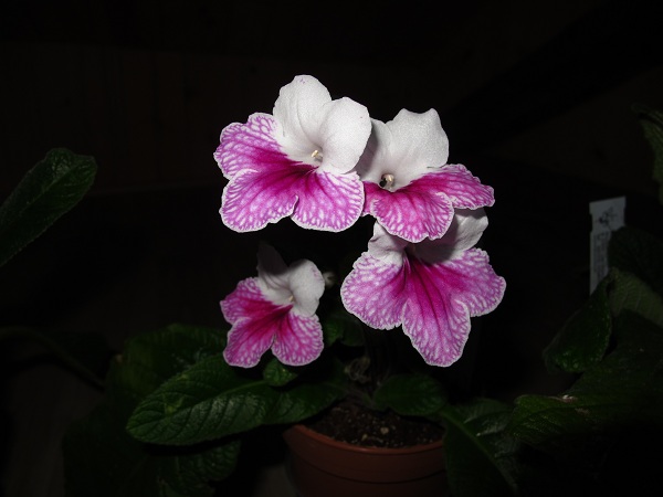 IMG_1826.jpg