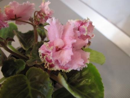 IMG_2003 ЛЕ-Дикая орхидея цветок.JPG