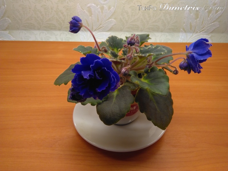 IMG_20161110_181149.jpg