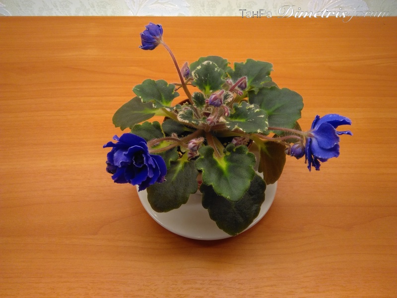 IMG_20161110_181200.jpg