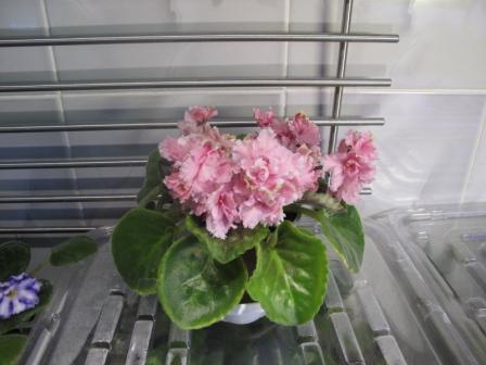 IMG_2243 ЛЕ-Дикая орхидея.JPG