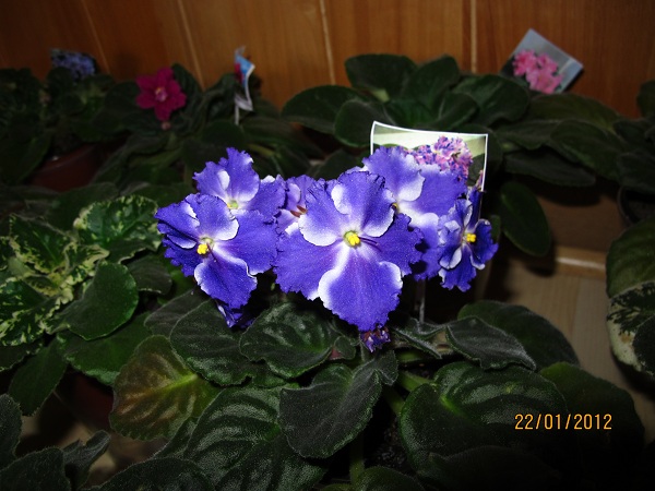 IMG_2463.jpg