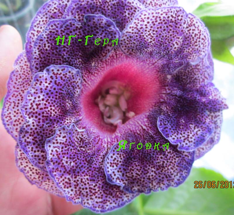 IMG_2674 копи.jpg