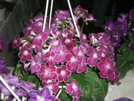 IMG_3931.jpg