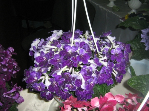 IMG_3934.jpg
