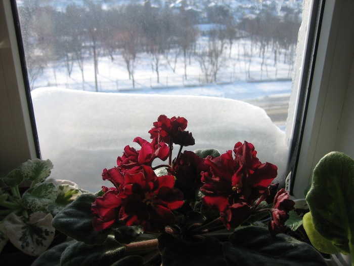 IMG_4002.jpg
