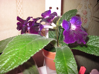 IMG_4408 - копия.JPG