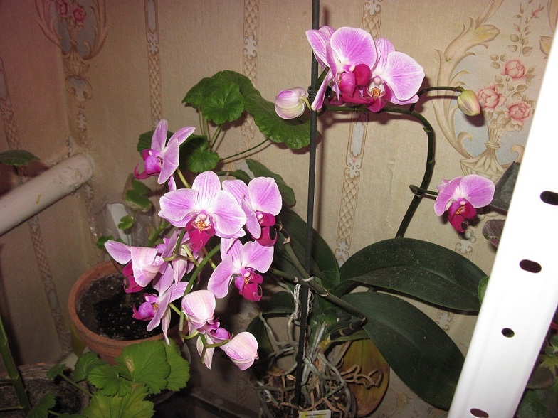 IMG_4412 - копия.JPG