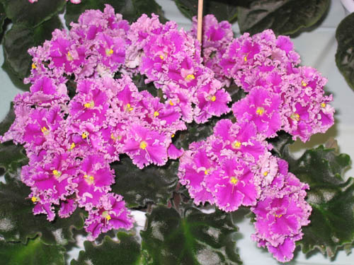 IMG_4703 копия.jpg