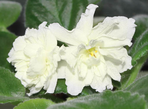 IMG_6042-лемон киссен.jpg