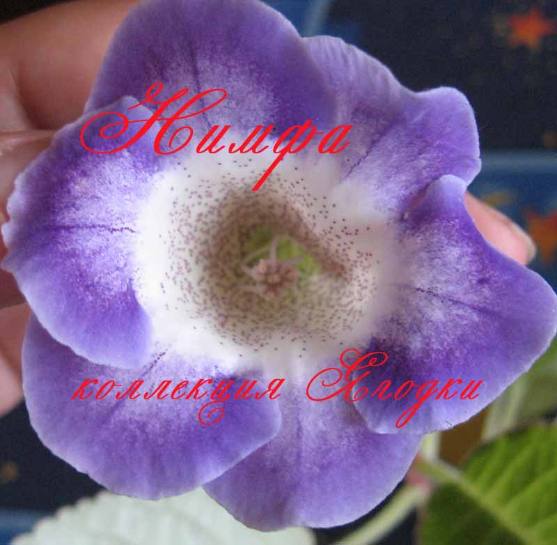 IMG_6343 копи.jpg